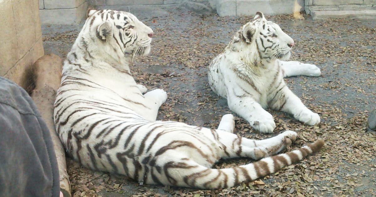 宮代町東武動物公園のホワイトタイガー