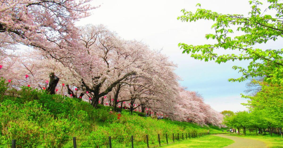 幸手市権現堂の桜